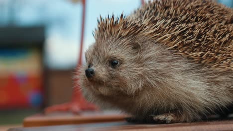 Ausgestopfter-Igel-Im-Garten-Ausgestellt