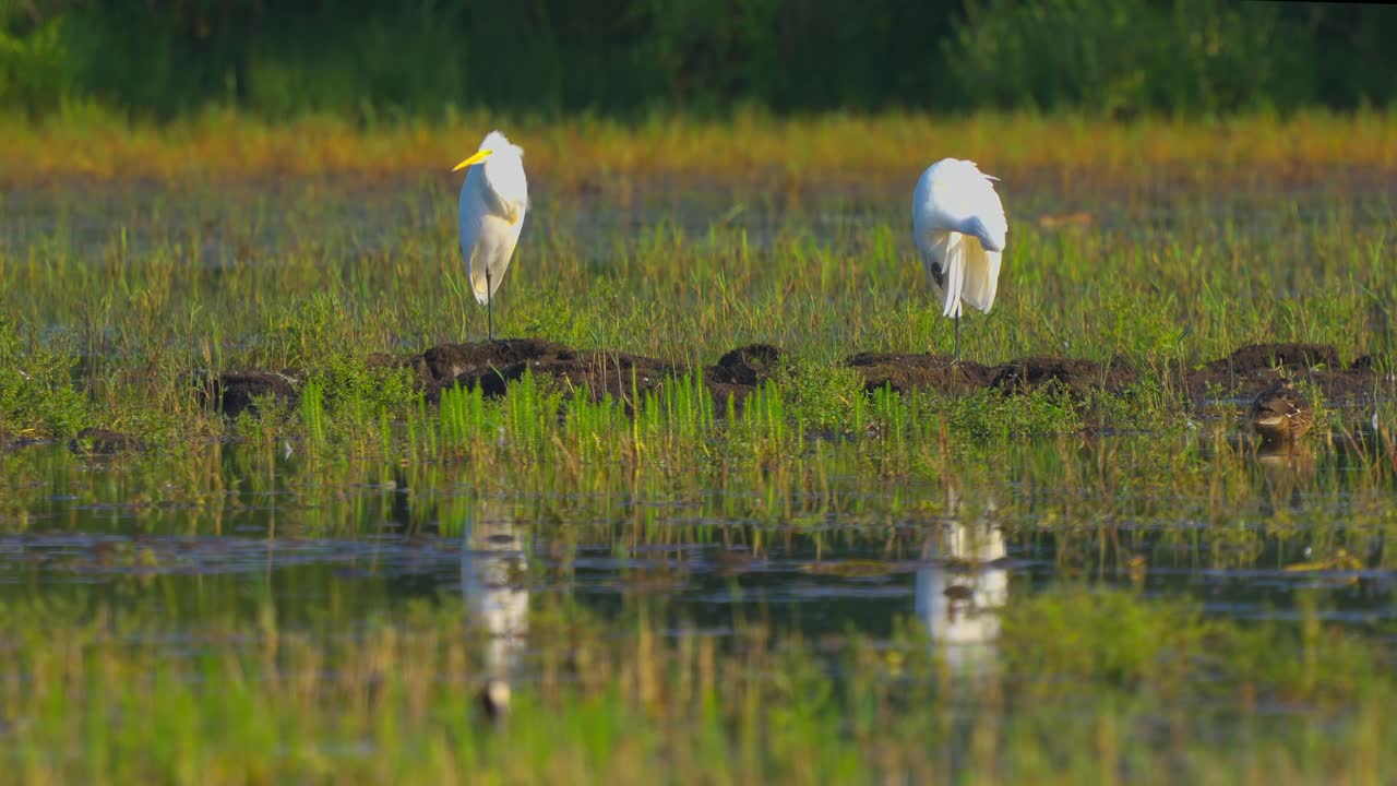 dos garzas blancas se paran en la hierba, reflejando en el estanque