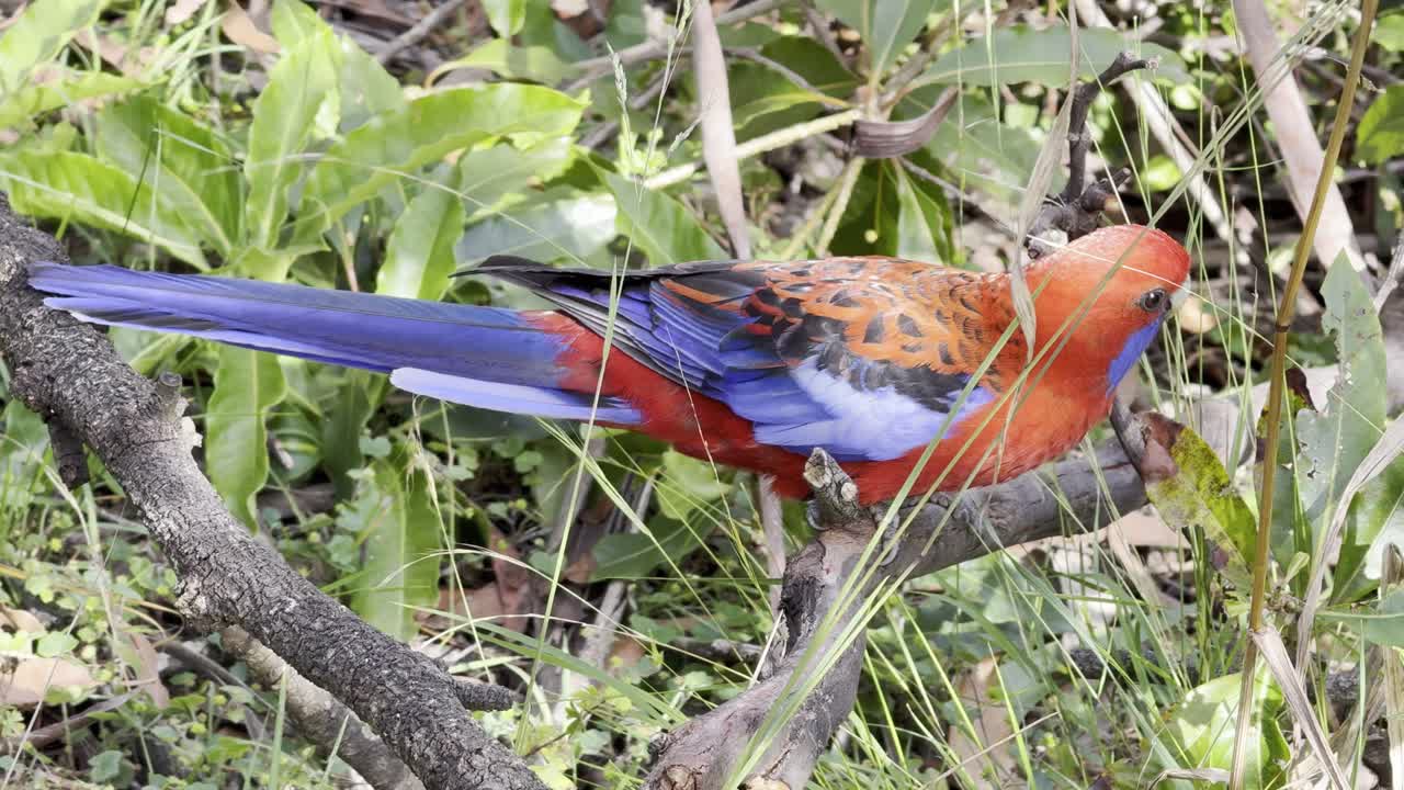 Vibrantes loros Rosella exploran la exuberante jungla, volando, posándose y alimentándose entre los árboles del bosque. Impresionantes imágenes de vida silvestre que capturan comportamientos naturales en un sereno entorno verde.