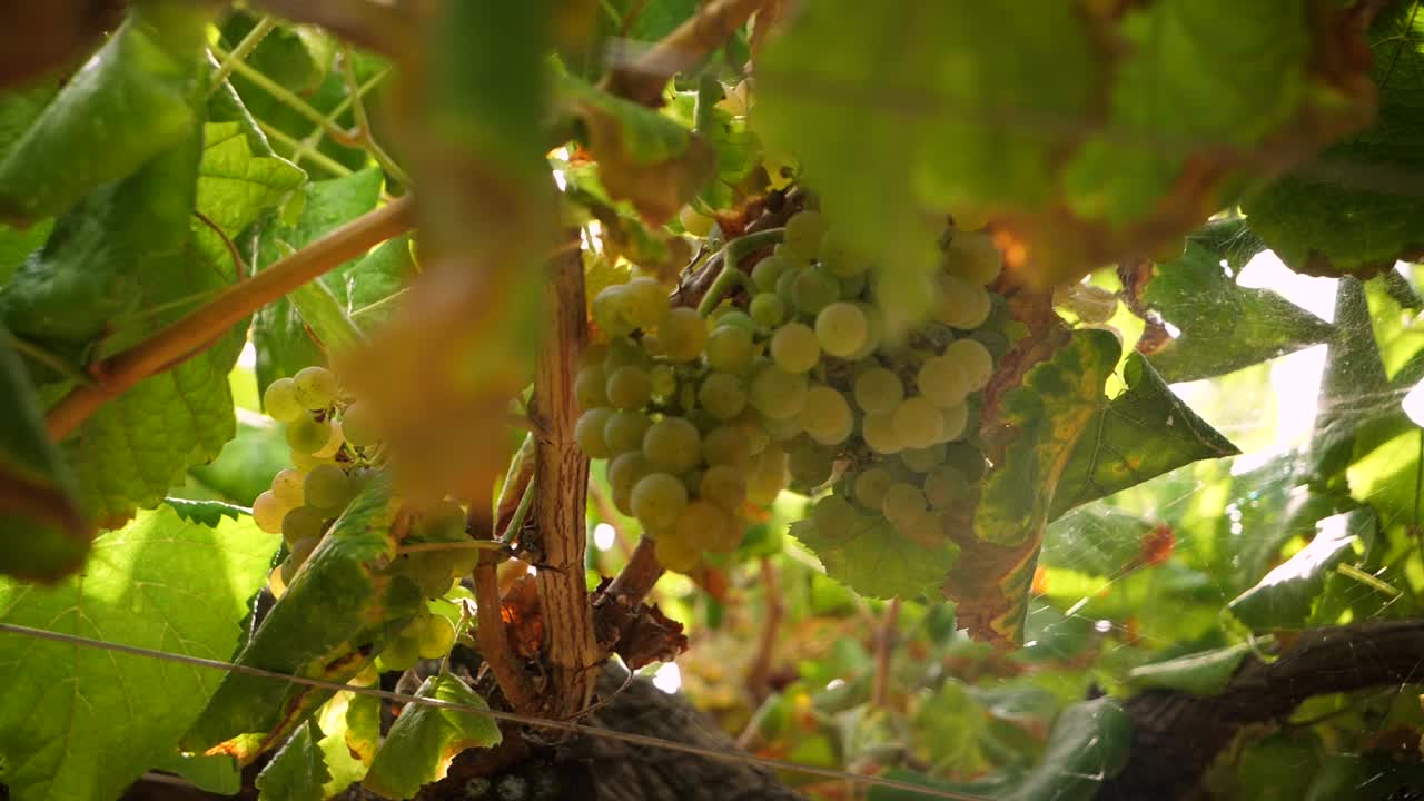 Bunch of ripe grapes at vine with light flare and camera rotation
