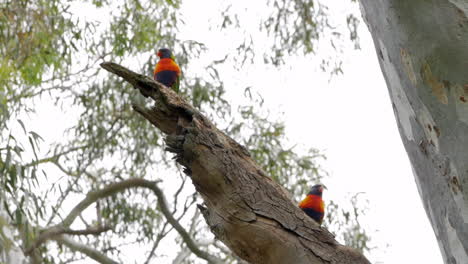 Two-wild-Rainbow-Lorikeet-sitting-on-a-large-gum-tree-branch