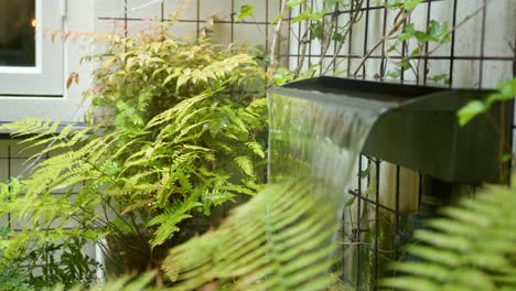 Fountain-With-Ferns-In-Public-Garden---close-up