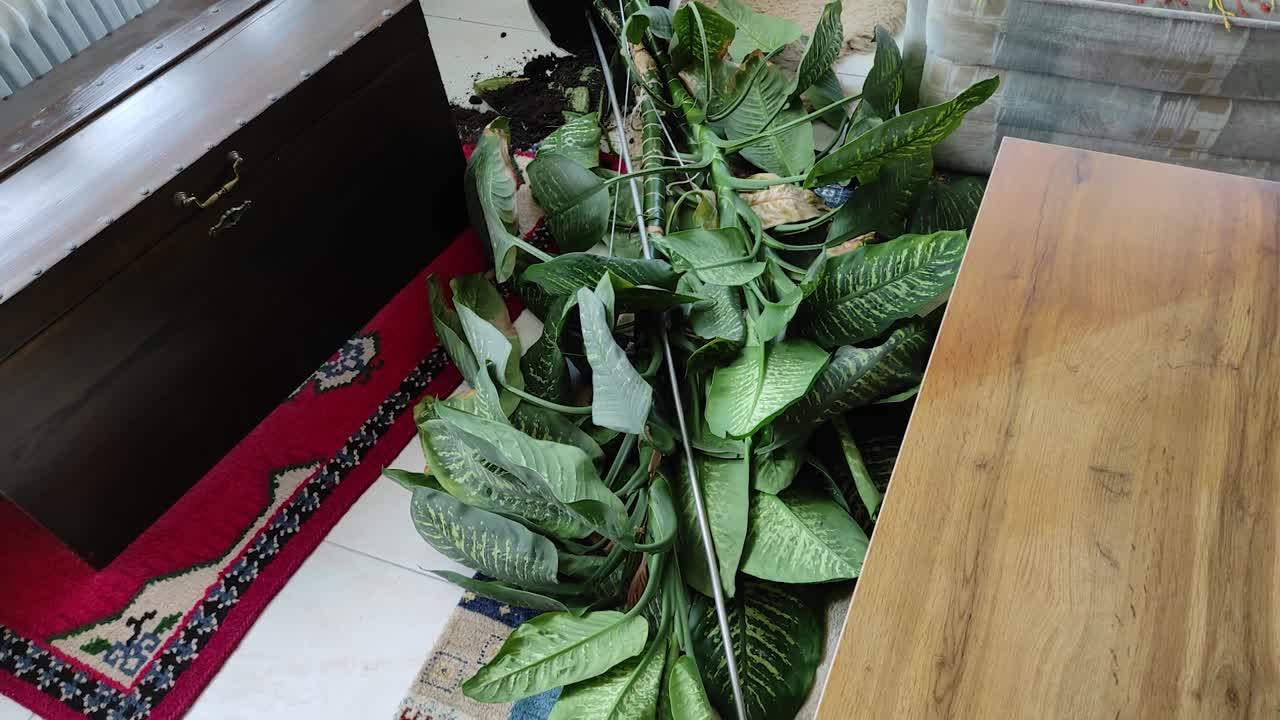 A plant is laying in the living room, the plant soil is spread over the carpet, tilt up shot
