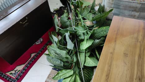 a plant is laying in the living room, the plant soil is spread over the carpet, tilt up shot