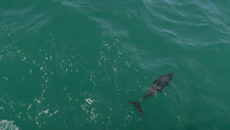 a single dolphin swims in slow motion and comes up to breath - kaikoura, new zealand