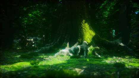 tree roots and sunshine in a green forest