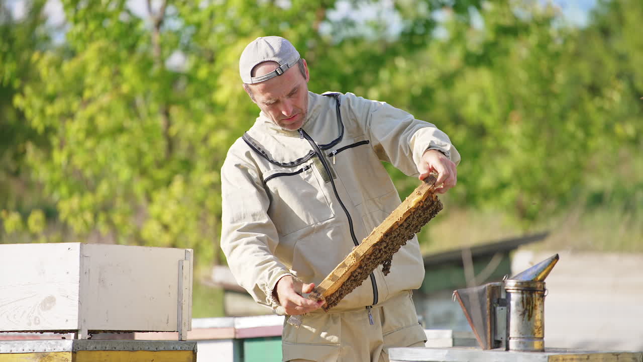 Examination of a heavy dark frame covered with bees. Adult apiarist working on a bee farm on sunny simmer day. Blurred backdrop.