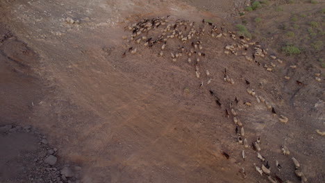 Toma-Aérea-De-Un-Hermoso-Rebaño-De-Ovejas-Y-Cabras-Alejándose-Durante-La-Puesta-De-Sol,-En-El-Municipio-De-Galdar-En-La-Isla-De-Gran-Canaria,-Roque-Partido