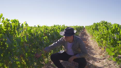 el agricultor comprueba e inspecciona las vides.