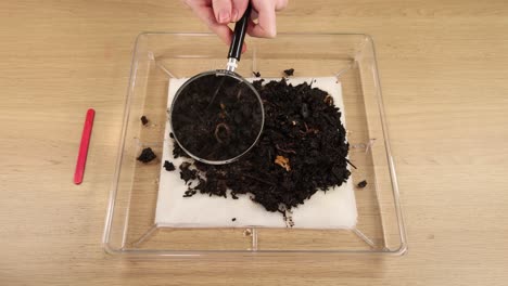 hand using magnifying glass to closely inspect earthworms in soil