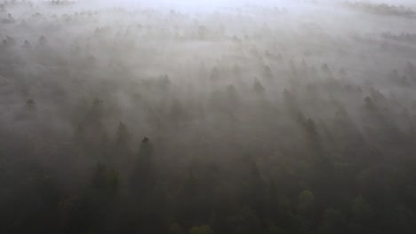 misty forest from above