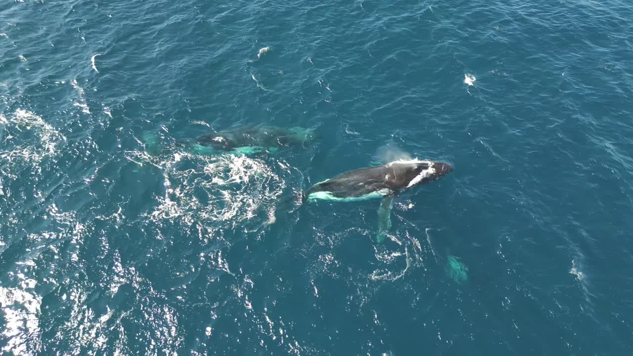 Aerial view mother and baby humpback whale and the escort swimming together in calm blue ocean water, humpback whales spouting, humpback whales with its child.