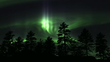 scenic aurora borealis in sky above trees - low angle