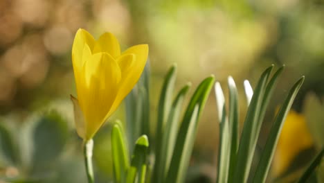 sternbergia lutea amarilla, flor de narcisos de otoño y invierno, 4k