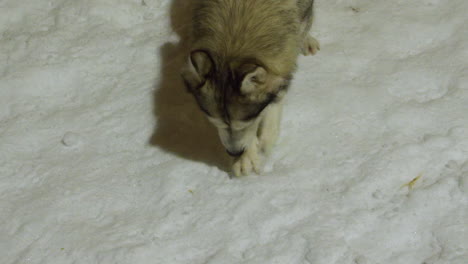 Fluffy-Husky-dog-sniffs-and-digs-in-snow-on-winter-evening-walk