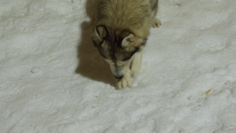 fluffy husky dog sniffs and digs in snow on winter evening walk
