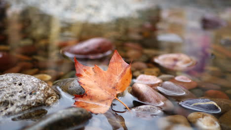 una hoja dorada de color otoñal en un río de montaña mientras las gotas de lluvia crean salpicaduras y ondas en el agua durante la temporada de otoño