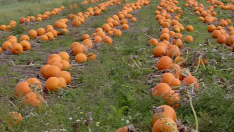 Toma-De-Planificación-De-Calabazas-Naranjas-Listas-Para-Ser-Cosechadas