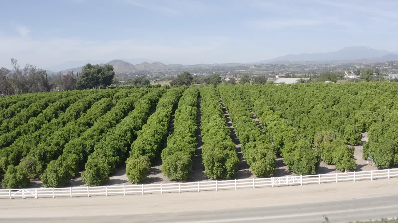 A beautiful drone shot, drone flying over a plantation revealing hills with mountains in the background in California