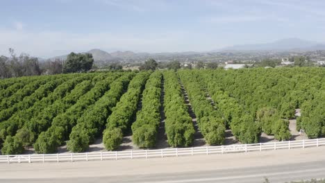 a beautiful drone shot, drone flying over a plantation revealing hills with mountains in the background in california