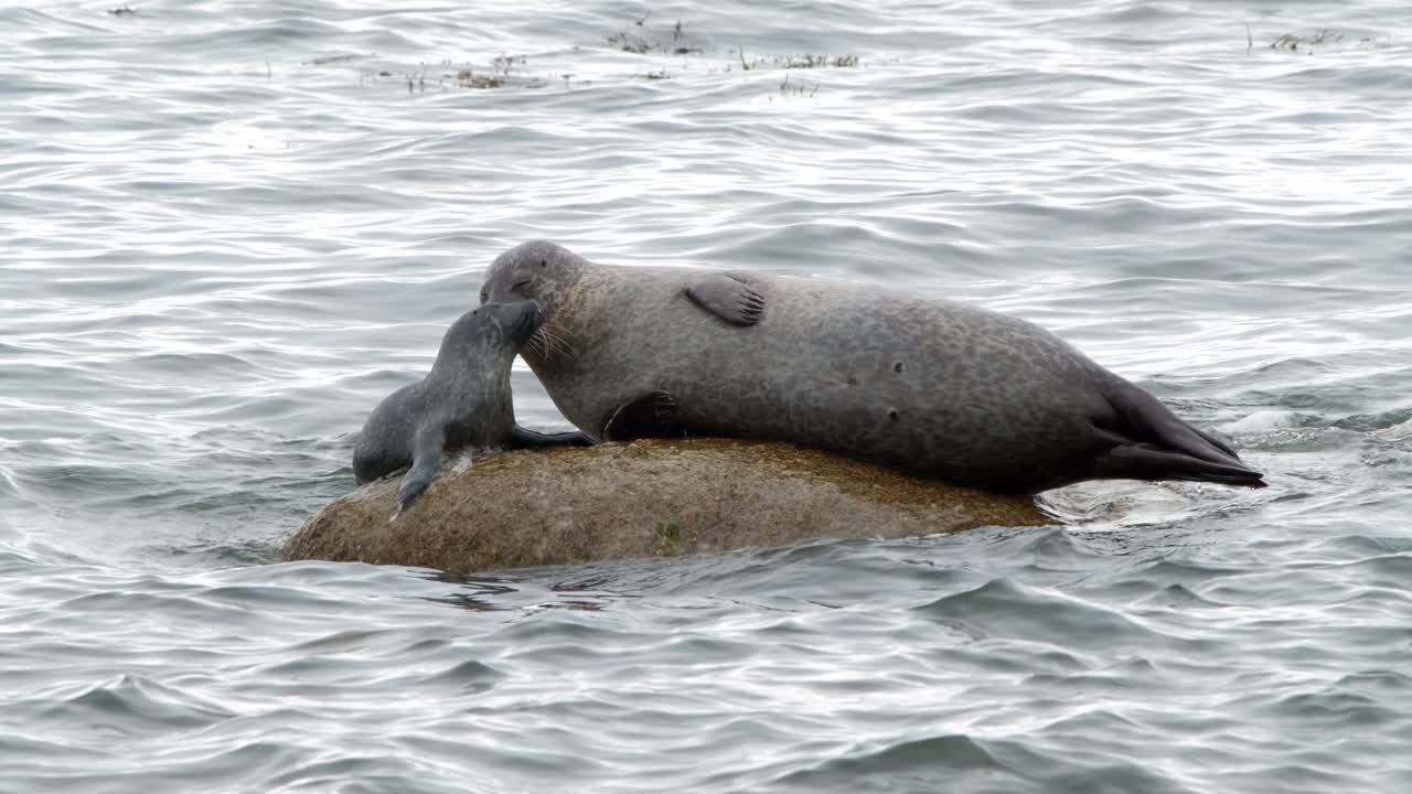Harbour seal mother feeding her newborn baby pup while resting on a rock