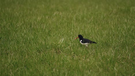 Eurasian-oystercatcher-in-green-meadow,-handheld-view