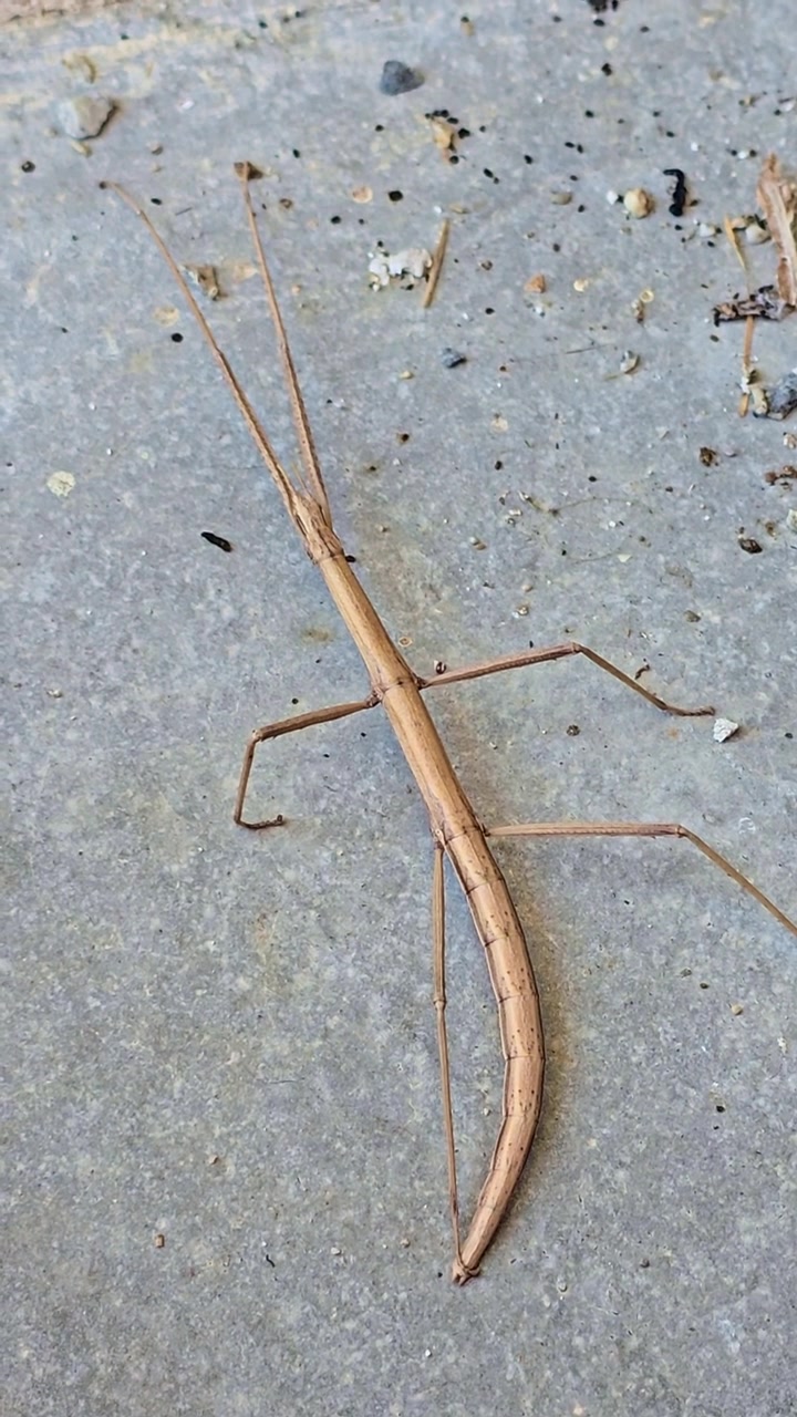 Vertical top view of a stick insect resting on the ground, highlighting its natural camouflage and slender body in a static wildlife scene.