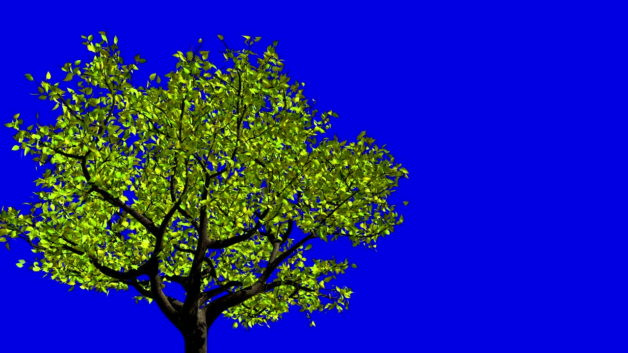 Concept Of Changing Of The Seasons From Spring To Autumn. Leaves Appear On The Tree, They Turn Yellow And Then Fall Off. Blue Screen.