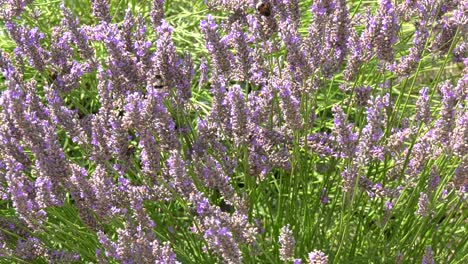 many bumblebees and some butterflies are attracted by the purple lavender