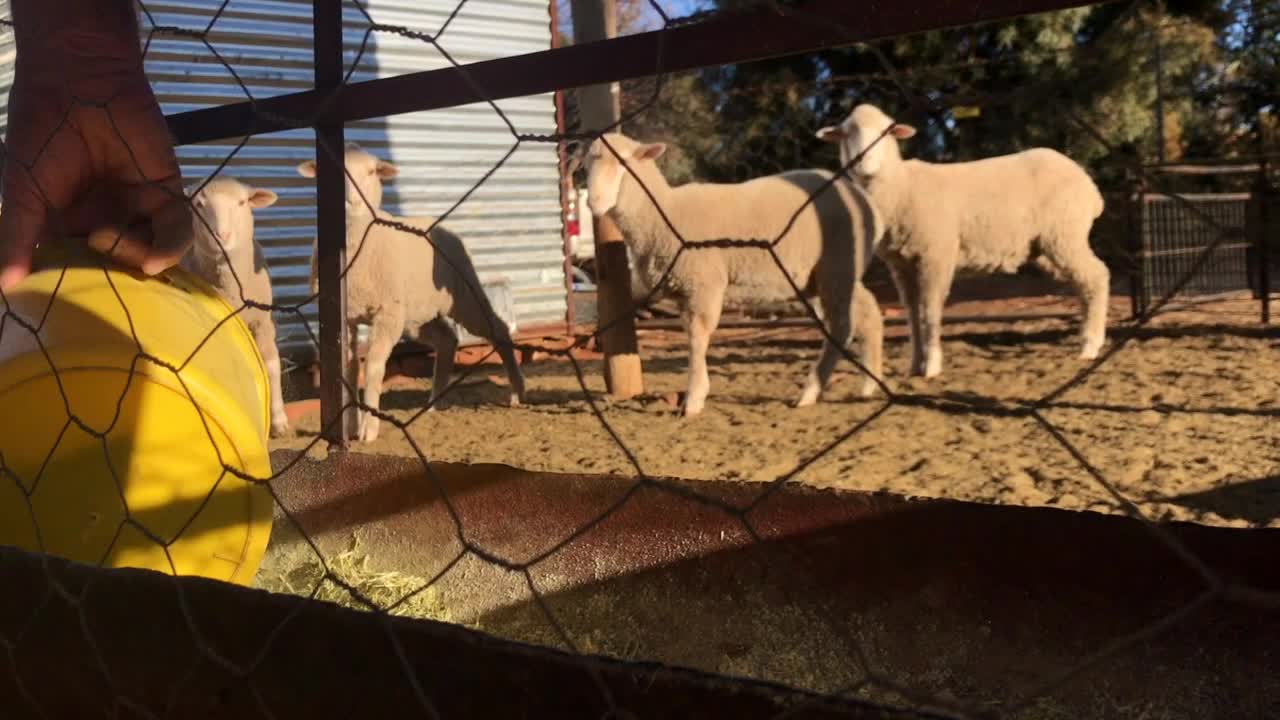Sheep lambs move towards feeding trough to be fed grass by a man with a yellow bucket.