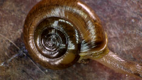 snail shell