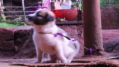 lindo cachorro atado a un poste con tela morada se sienta en arpillera y se agita esperando atención