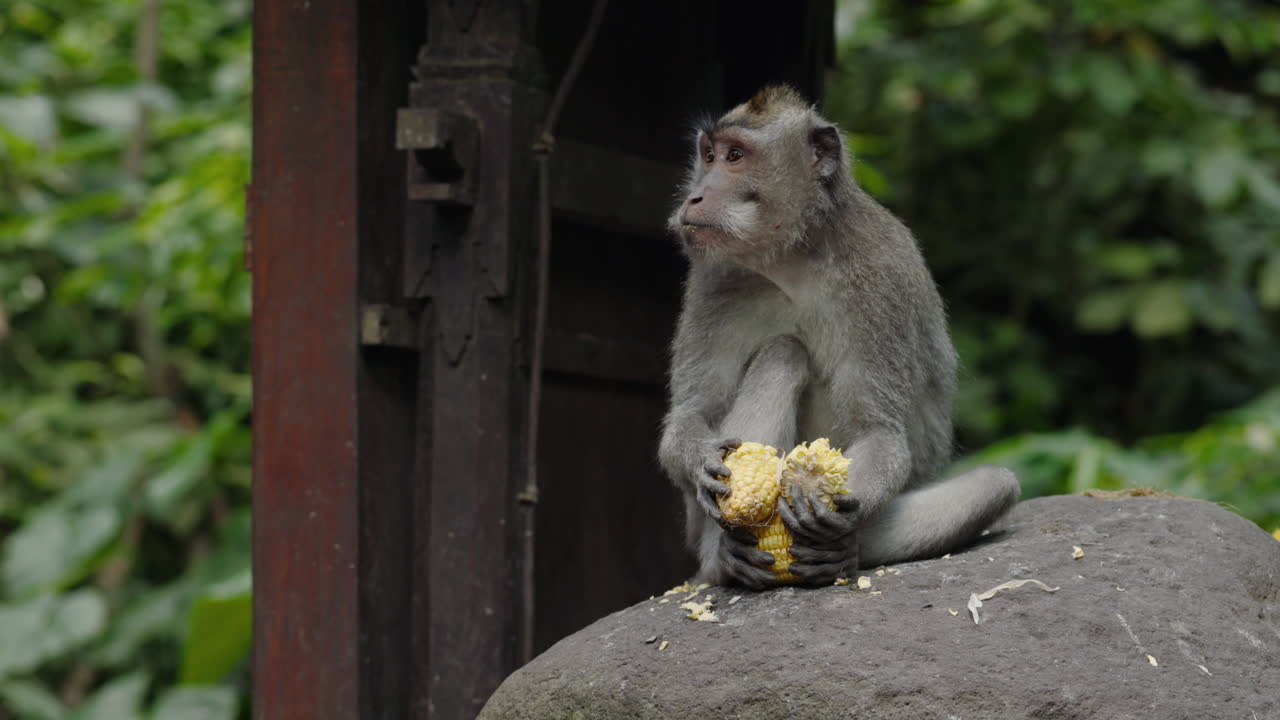 Monkey Eating Corn in Bali Forest