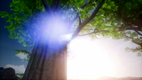 4k-Sun-beams-through-Trees-at-rock