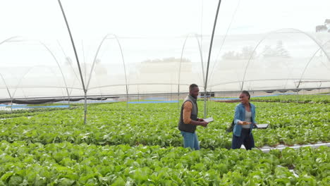 inspecting hydroponic farm, two african american farmers discussing lettuce growth in greenhouse