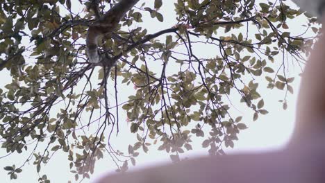 Man-Looking-Up-Through-The-Branches-Of-A-Tree---low-angle-shot