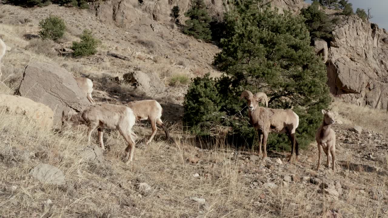 큰  ⁇  양 무리가 산에서 사육하고 있습니다.