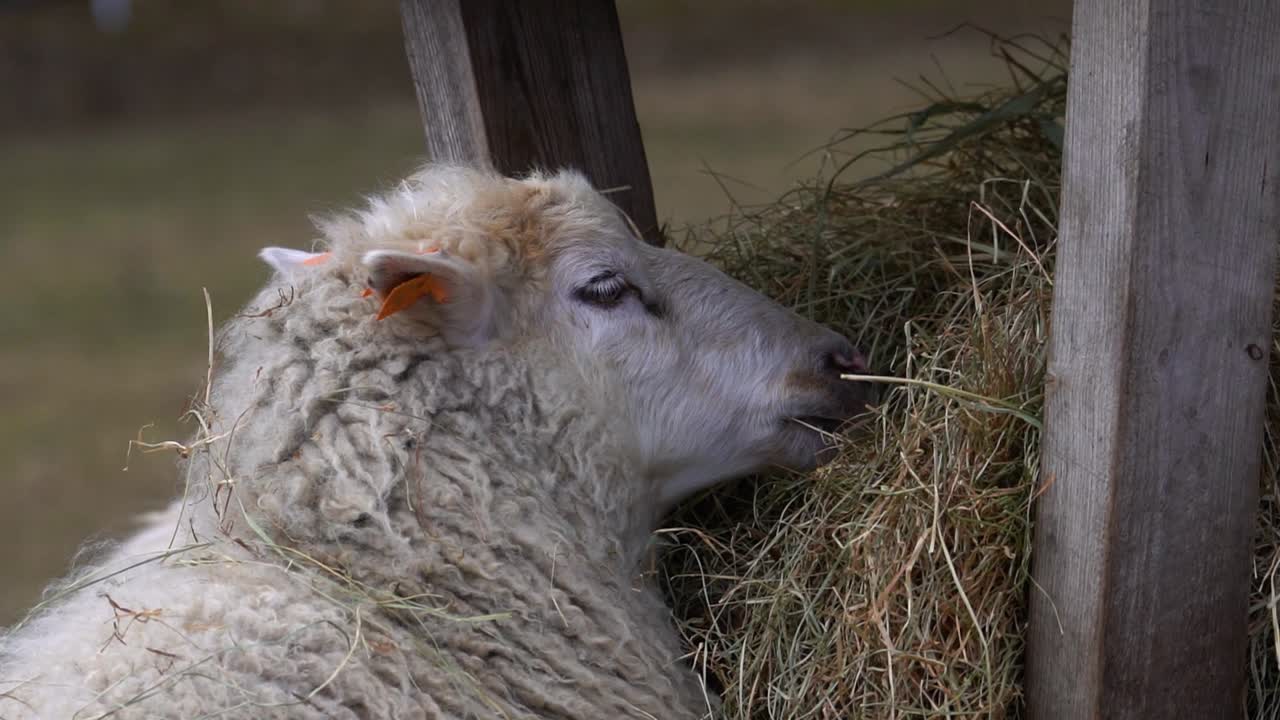 cerca de una cabeza de oveja masticando tranquilamente heno de un alimentador