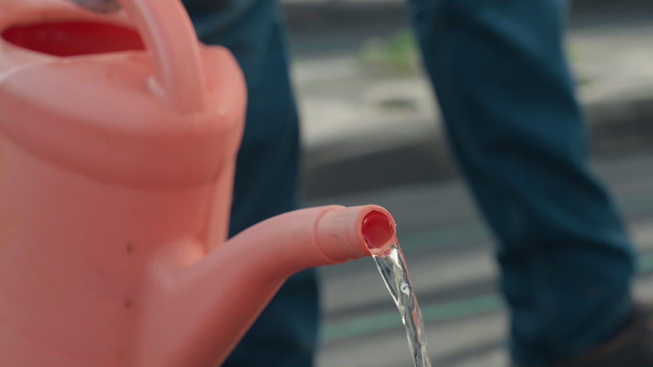 close up of adult pouring clear water from coral watering can onto young strawberry seedling growing through black mulch in sunlit garden, water stream nurturing green leaves at sunset