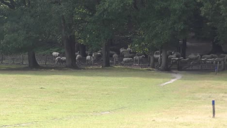 Herd-Of-Sheep-Feeding-Under-Shades-Of-Trees-At-The-Field-On-A-Sunny-Day,-wide-shot