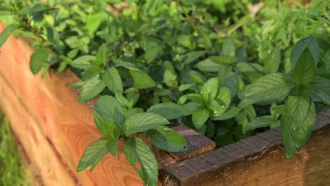 green leaf pepper mint watering close up organic natural off grid farming