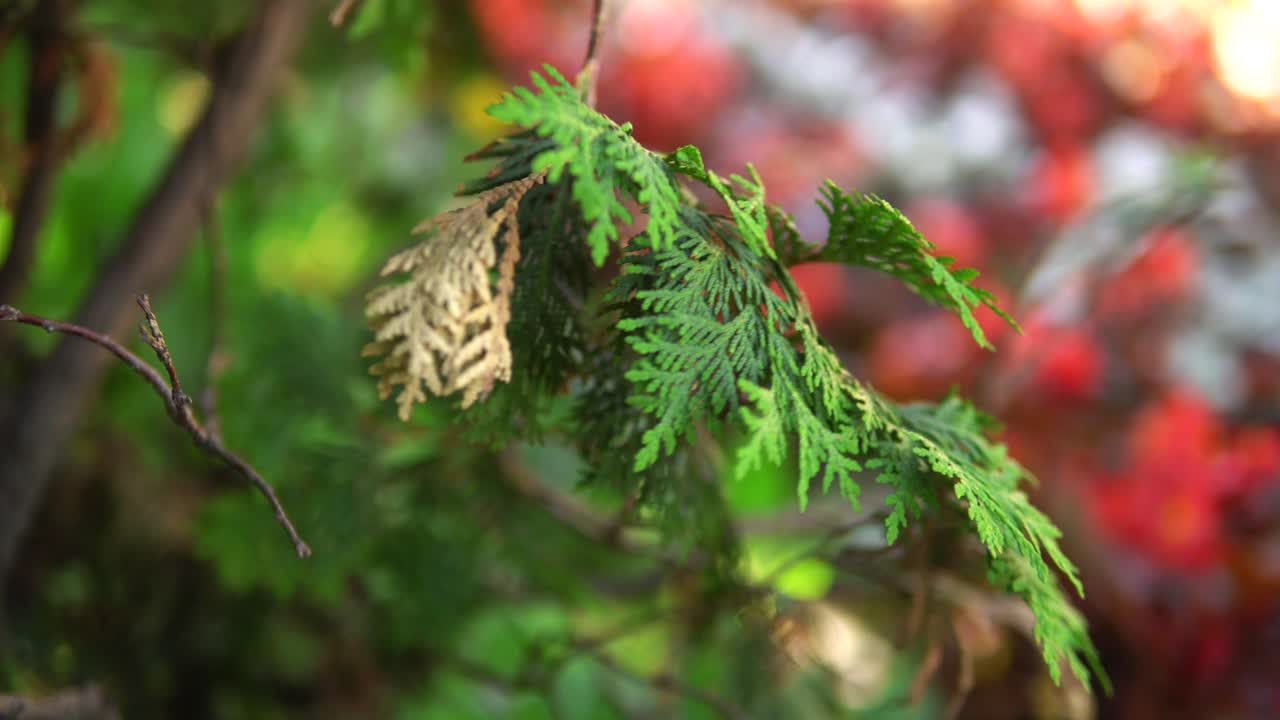 시더 나무 가지 의 근접 사진