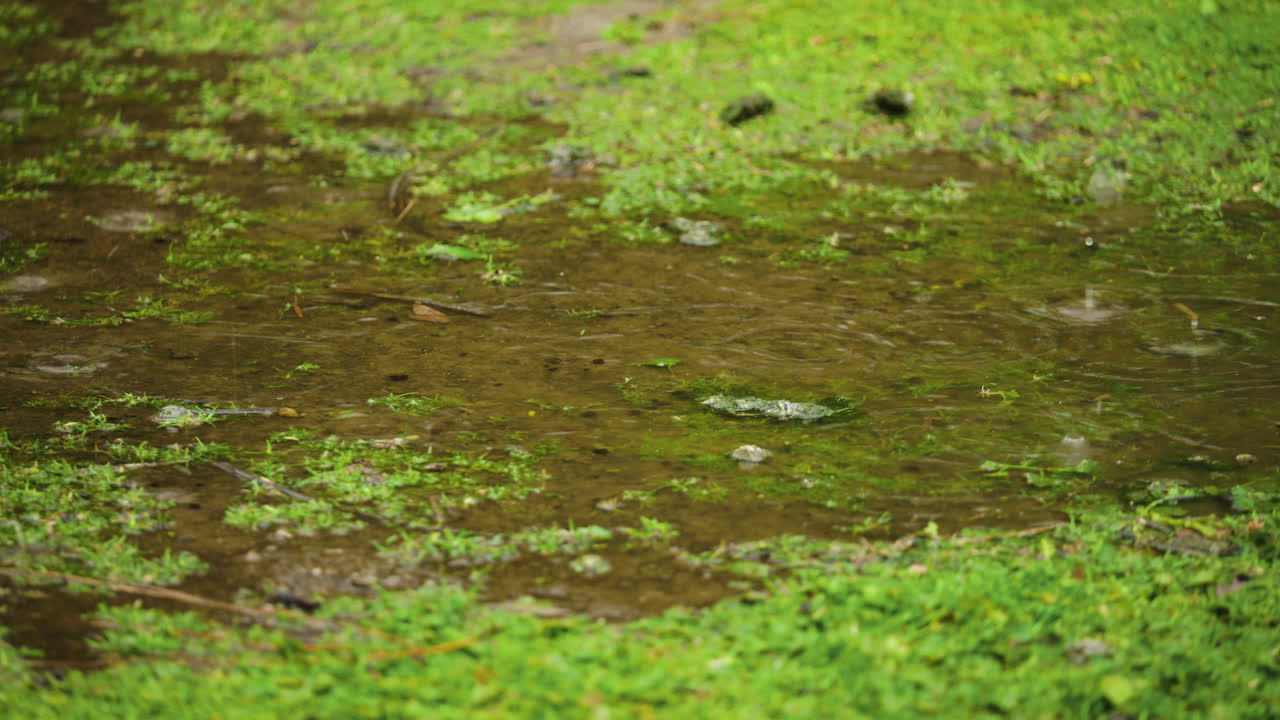 A Close-Up of Raindrops Hitting a Puddle with Flooded Grass