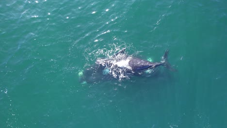 madre ballena derecha apoyando a su cría para mantenerse a flote en el océano mientras nada bajo , vista de avión no tripulado