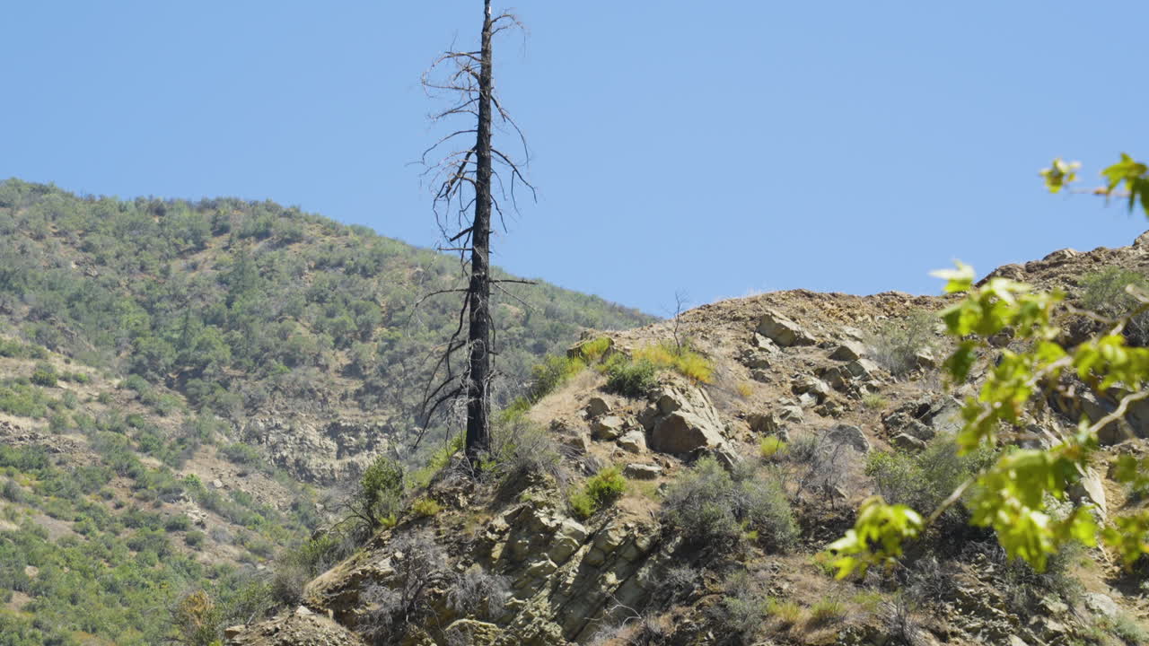 산타 폴라 펀치 볼스 남부 캘리포니아에 위치한 백그라운드에서 산들과 바위 언덕에 탄 나무의 내림차순 샷