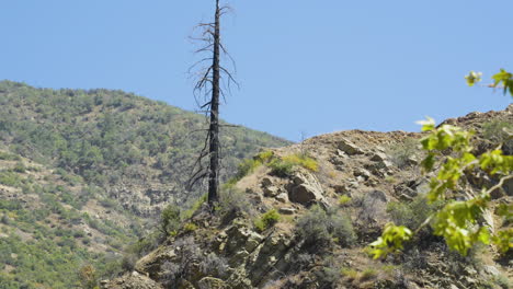 降落射击的烧伤树在岩石山坡上与山脉在背景位于圣保罗拉拳击碗南加利福尼亚州