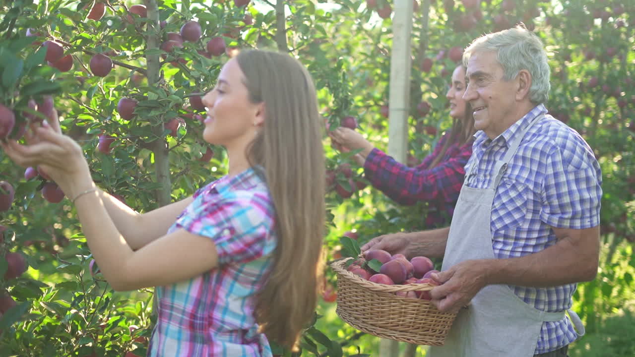 A family or group of people picking apples in a sunny orchard