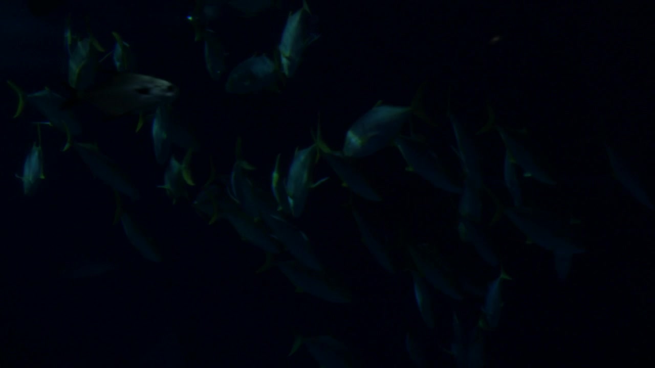 Tuna swarm in a large aquarium