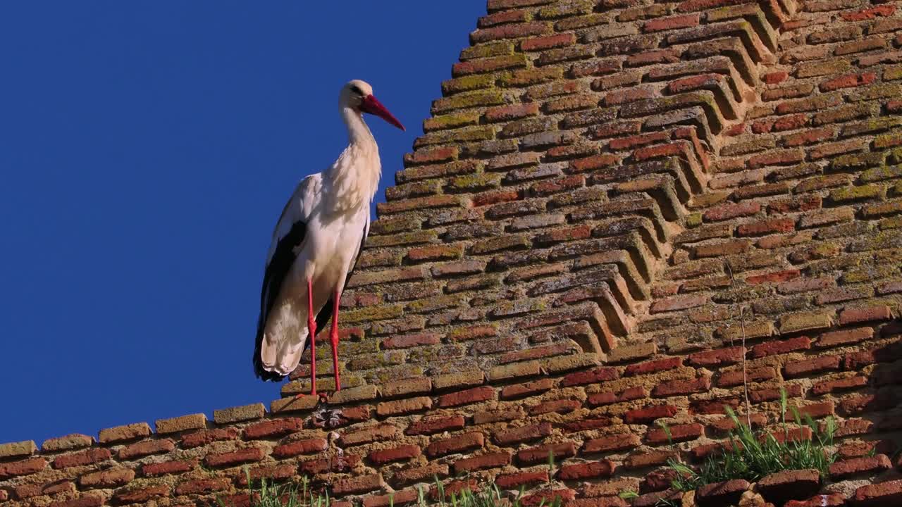 Cicogna bianca che sorveglia l'area da un punto di osservazione elevato costruito in mattoni