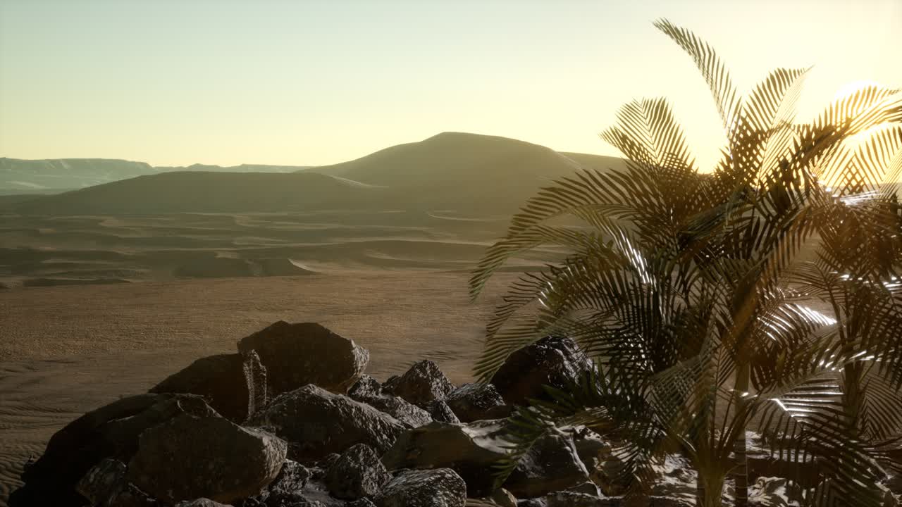 palme nel deserto al tramonto